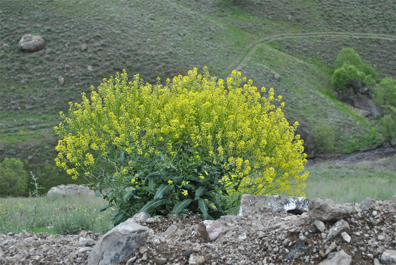 Image of Isatis steveniana specimen.