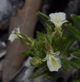 Teucrium montanum