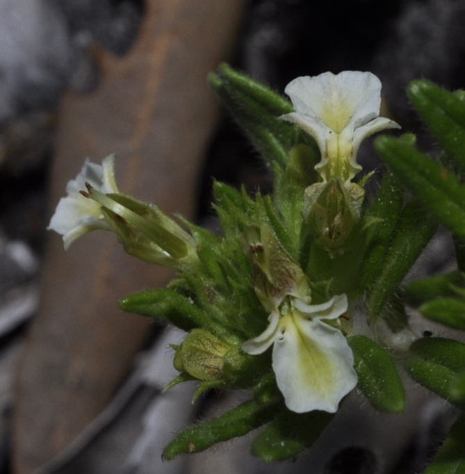 Изображение особи Teucrium montanum.