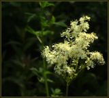 Filipendula vulgaris