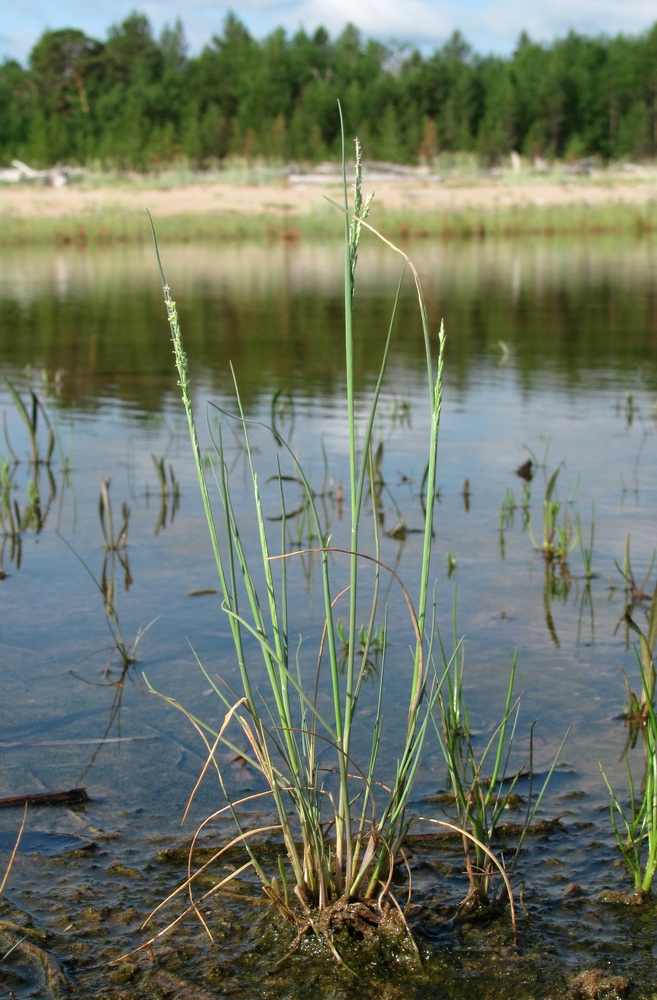 Image of Puccinellia maritima specimen.