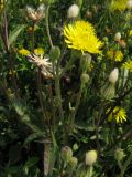 Crepis rhoeadifolia