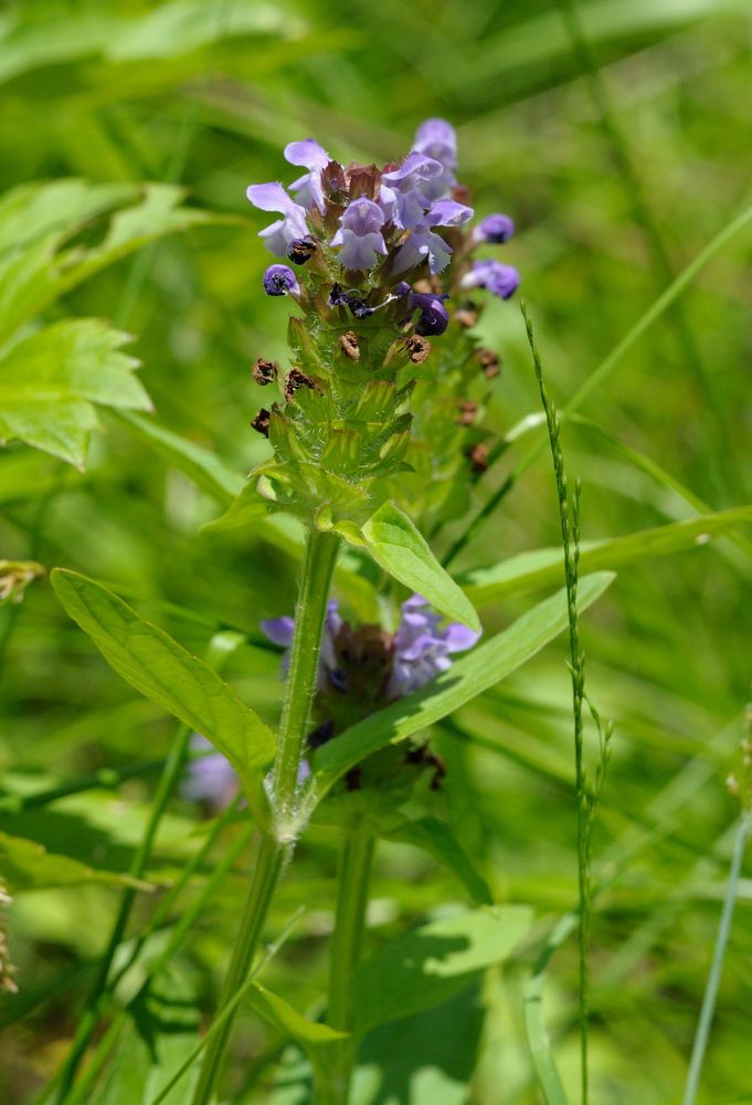 Изображение особи Prunella vulgaris.