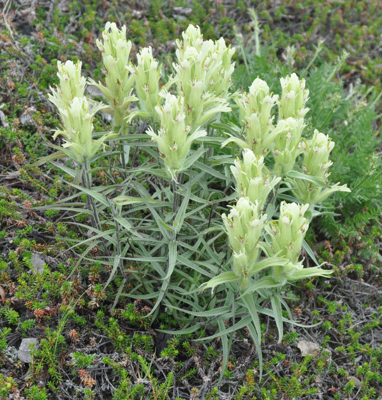 Изображение особи Castilleja pavlovii.