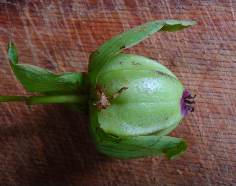 Image of Trillium camschatcense specimen.