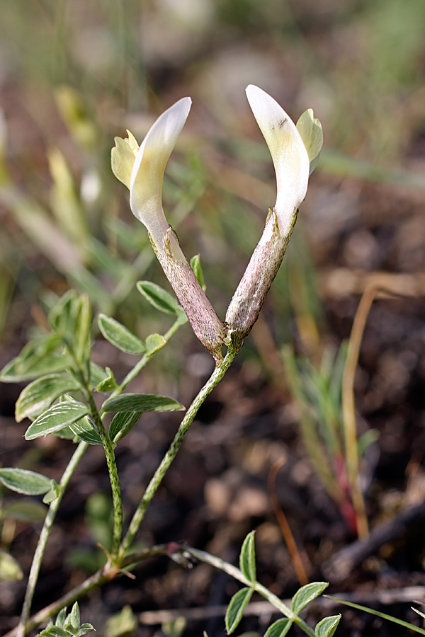 Изображение особи Astragalus macrotropis.