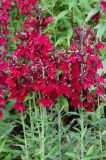 Lobelia × speciosa. Верхушки побегов с соцветиями. Германия, г. Дюссельдорф, Ботанический сад университета. 14.08.2013.