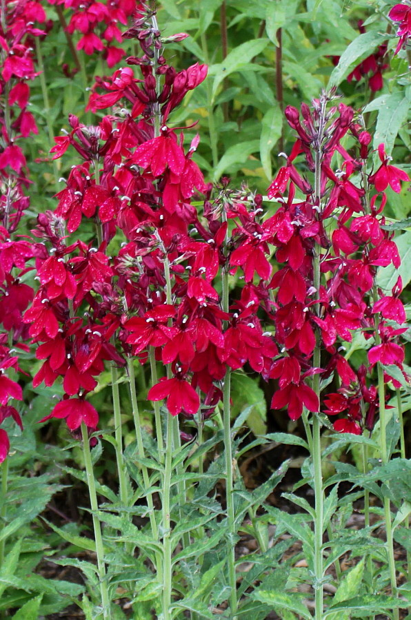 Image of Lobelia × speciosa specimen.