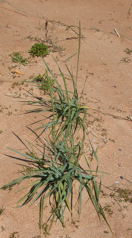 Изображение особи Leymus racemosus ssp. sabulosus.