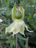 Melandrium latifolium. Незрелый плод (часть чашелистиков отогнута вниз). Краснодарский край, Крымский р-н, окр. ст. Нижнебаканская, обочина лесной дороги. 30.09.2013.