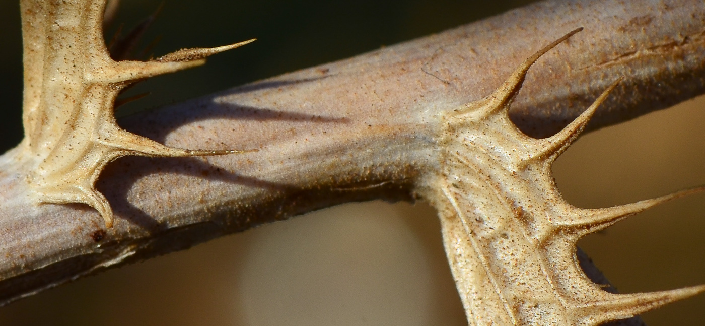 Image of Carthamus tenuis specimen.