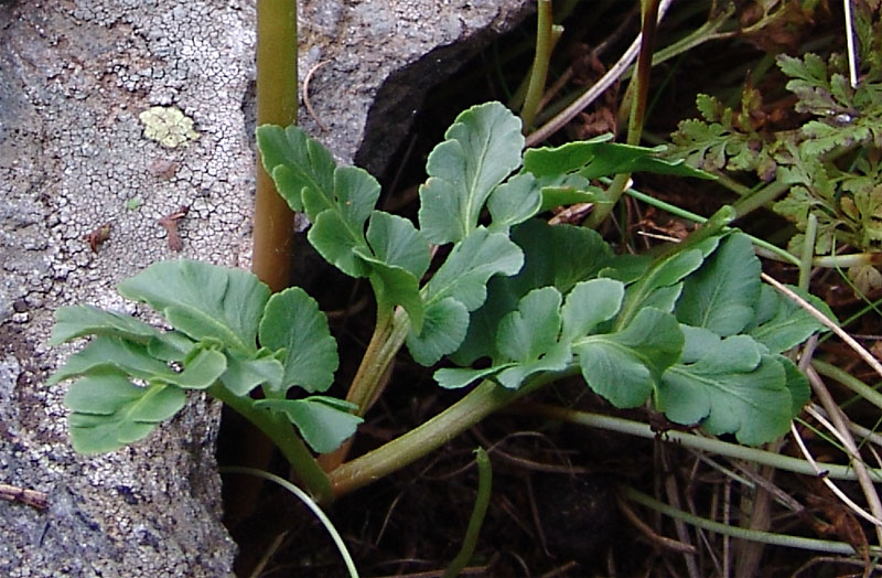 Image of Botrychium multifidum specimen.