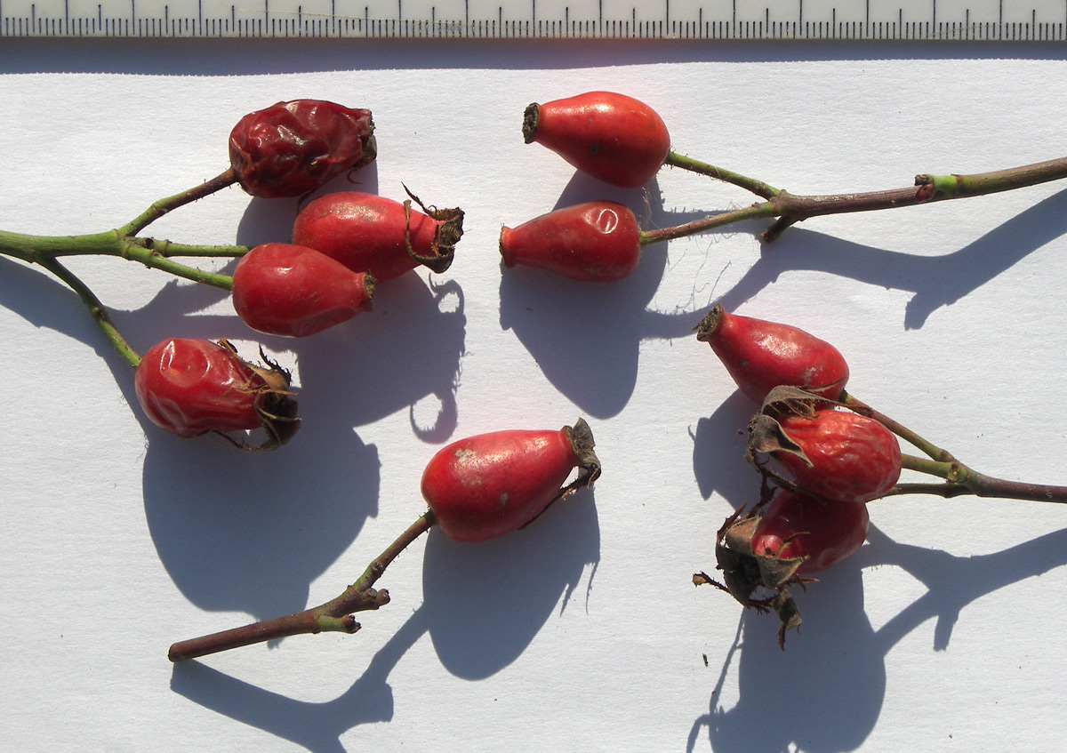 Изображение особи Rosa iberica.