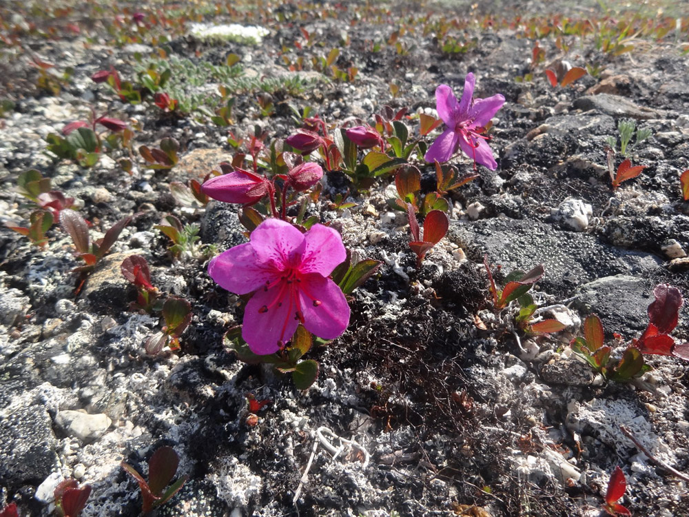 Изображение особи Rhododendron camtschaticum ssp. glandulosum.