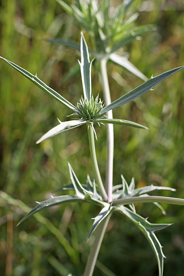 Image of Eryngium caeruleum specimen.