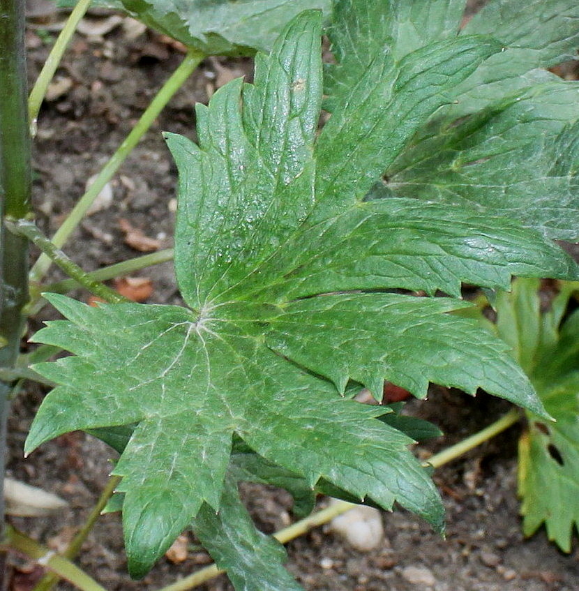 Изображение особи Delphinium ceratophorum.