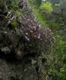 Daphne woronowii