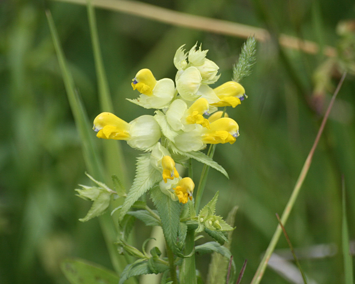 Image of genus Rhinanthus specimen.