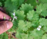 Camptoloma lyperiiflorum