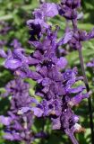 Salvia farinacea. Соцветие. Германия, г. Essen, Grugapark. 29.09.2013.