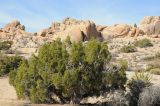 Juniperus californica. Растение в пустыне. США, Калифорния, Joshua Tree National Park. 19.02.2014.