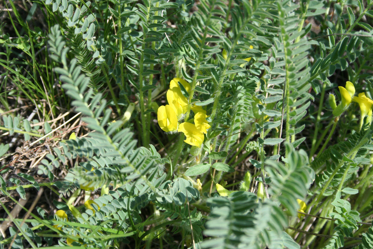 Изображение особи Astragalus buchtormensis.