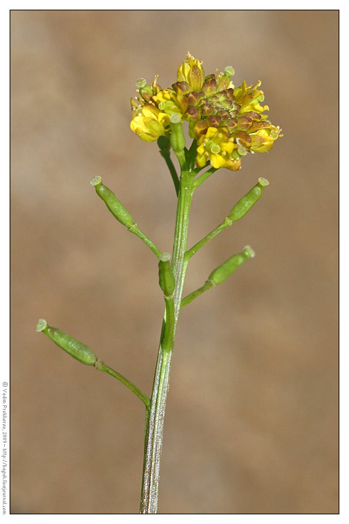 Изображение особи Rorippa palustris.