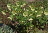 Helleborus caucasicus. Цветущее растение. Киев, ботанический сад им. акад. Фомина (Киевского университета). 28 марта 2014 г.