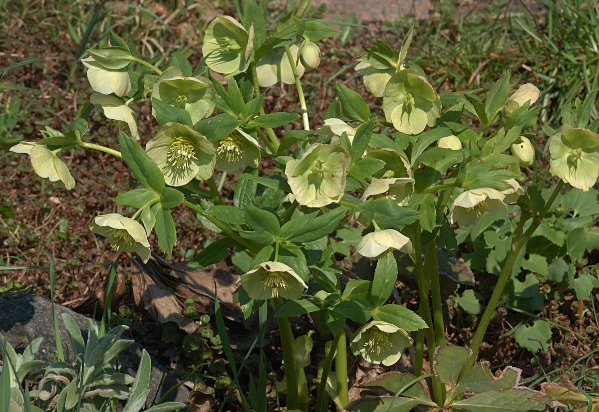 Image of Helleborus caucasicus specimen.