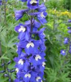 Delphinium &times; phoeniceum