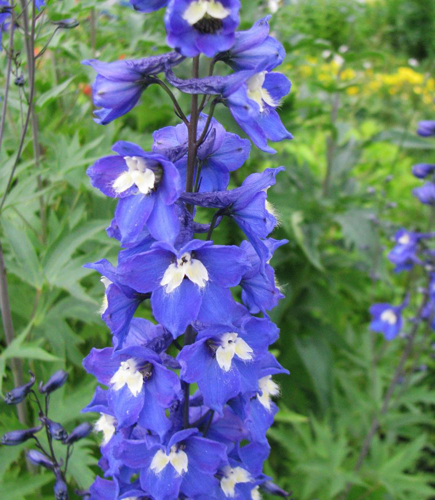 Изображение особи Delphinium &times; phoeniceum.