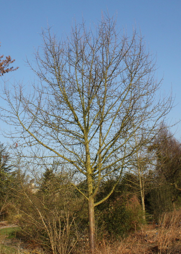 Image of Malus sylvestris specimen.