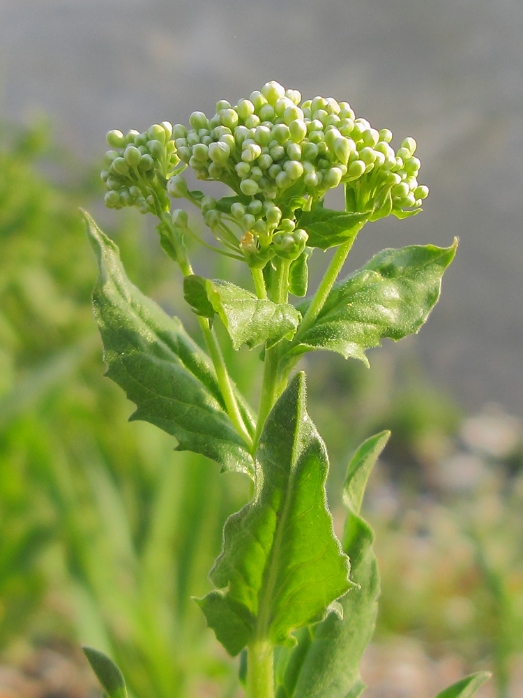 Image of Cardaria draba specimen.