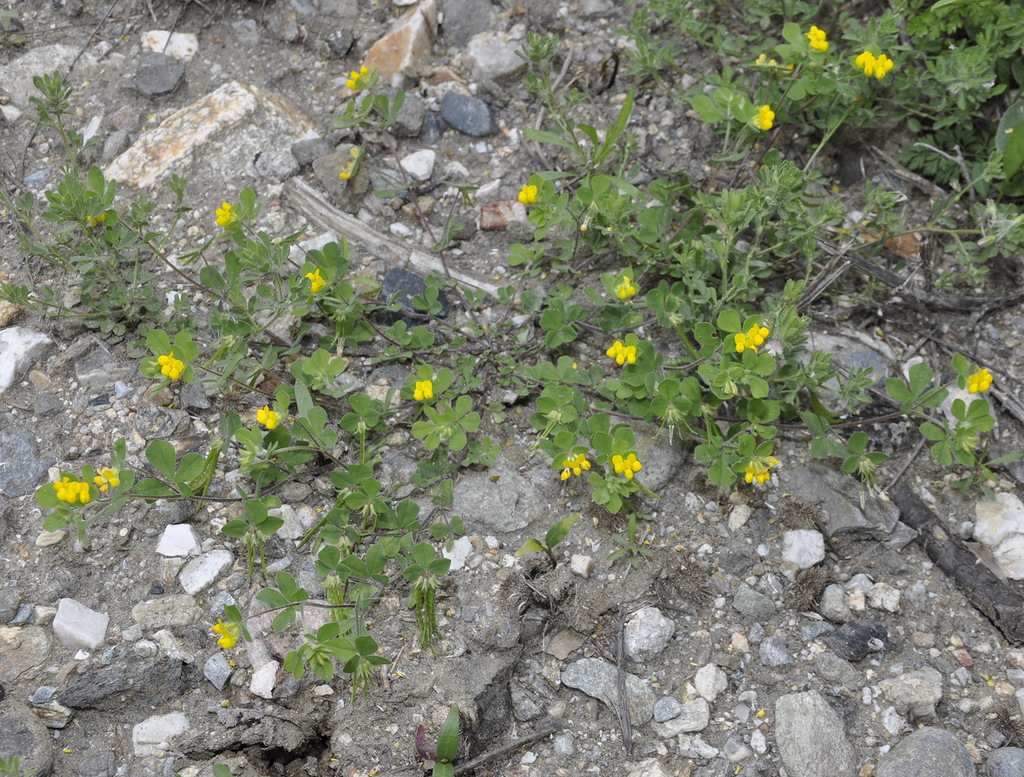 Изображение особи Lotus ornithopodioides.