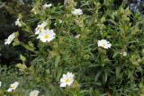 Cistus monspeliensis