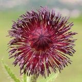 Papaver orientale. Цветок с оторванными лепестками. Ростовская обл., Неклиновский р-н, Самбекское с/п, дол. р. Самбек. 15.05.2014.