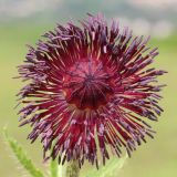 Papaver orientale