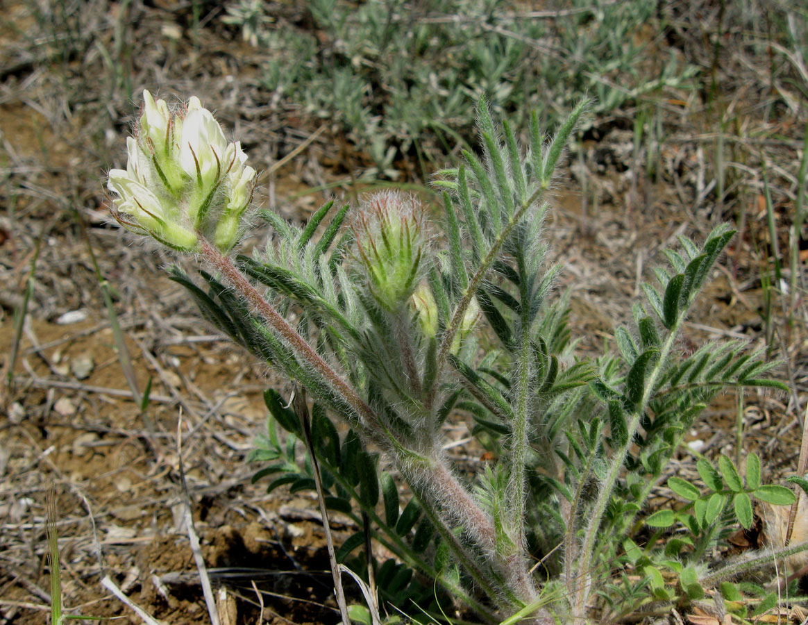 Изображение особи Oxytropis pallasii.