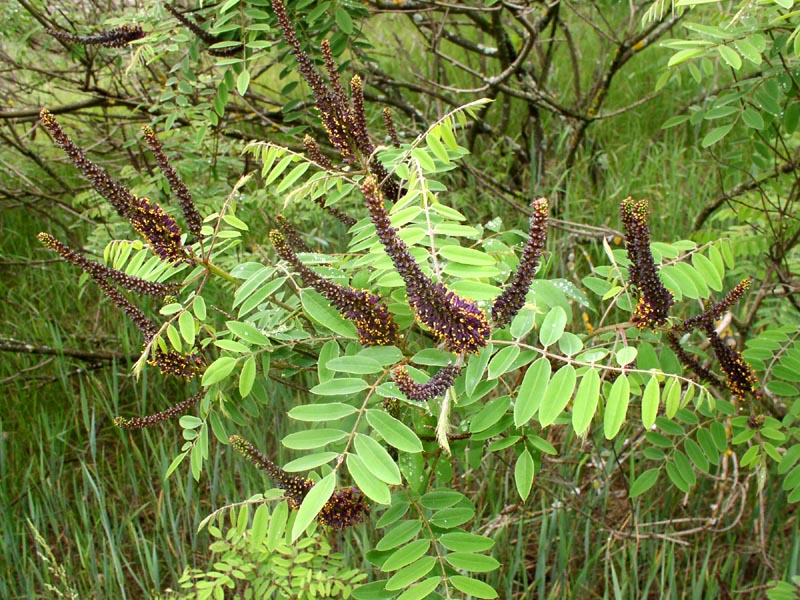 Изображение особи Amorpha fruticosa.