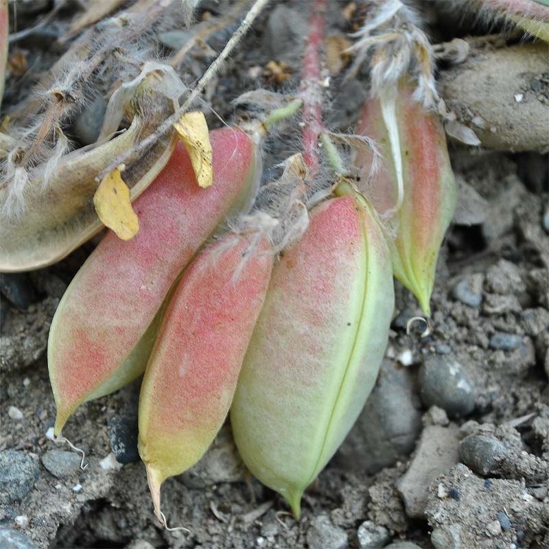 Image of Astragalus fabaceus specimen.