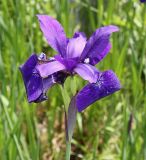 Iris sanguinea. Раскрывающийся цветок. Германия, г. Дюссельдорф, Ботанический сад университета. 04.05.2014.