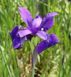 Iris sanguinea