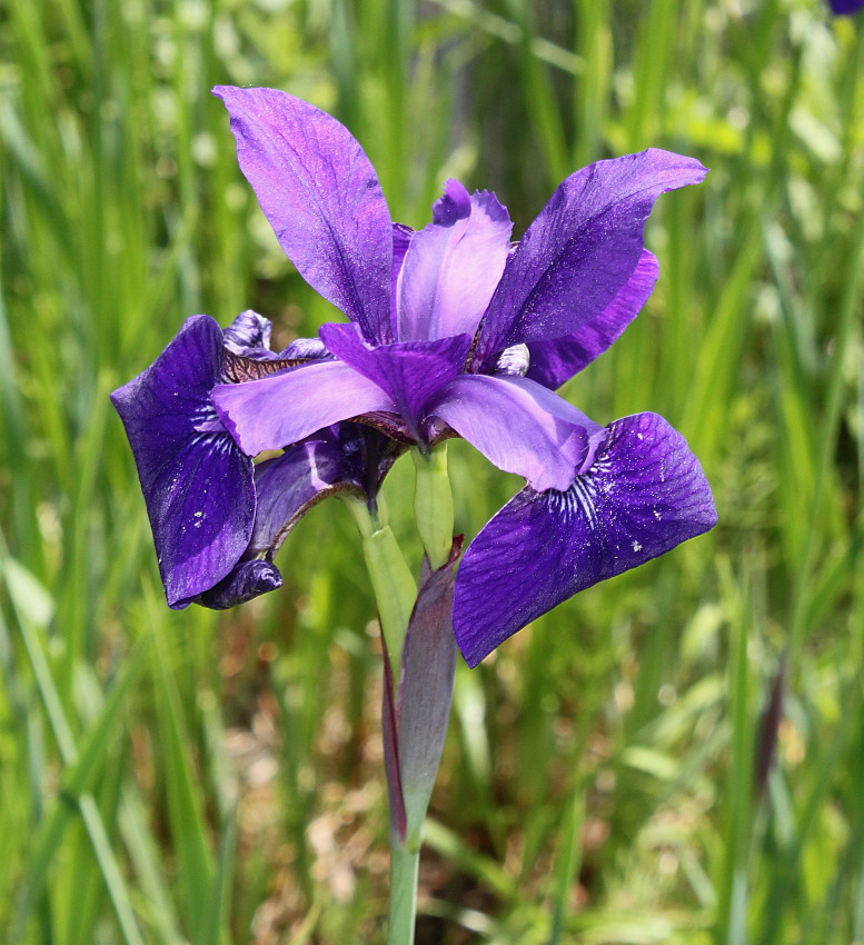 Image of Iris sanguinea specimen.