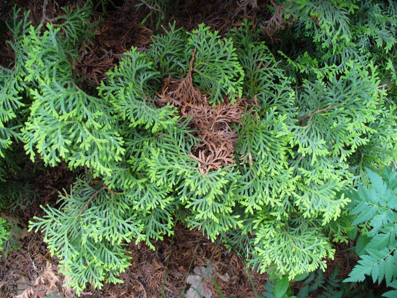 Изображение особи Thuja occidentalis.