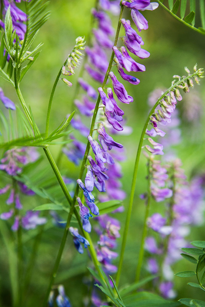 Image of Vicia tenuifolia specimen.