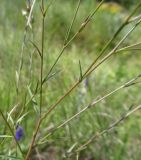 Linum tenuifolium