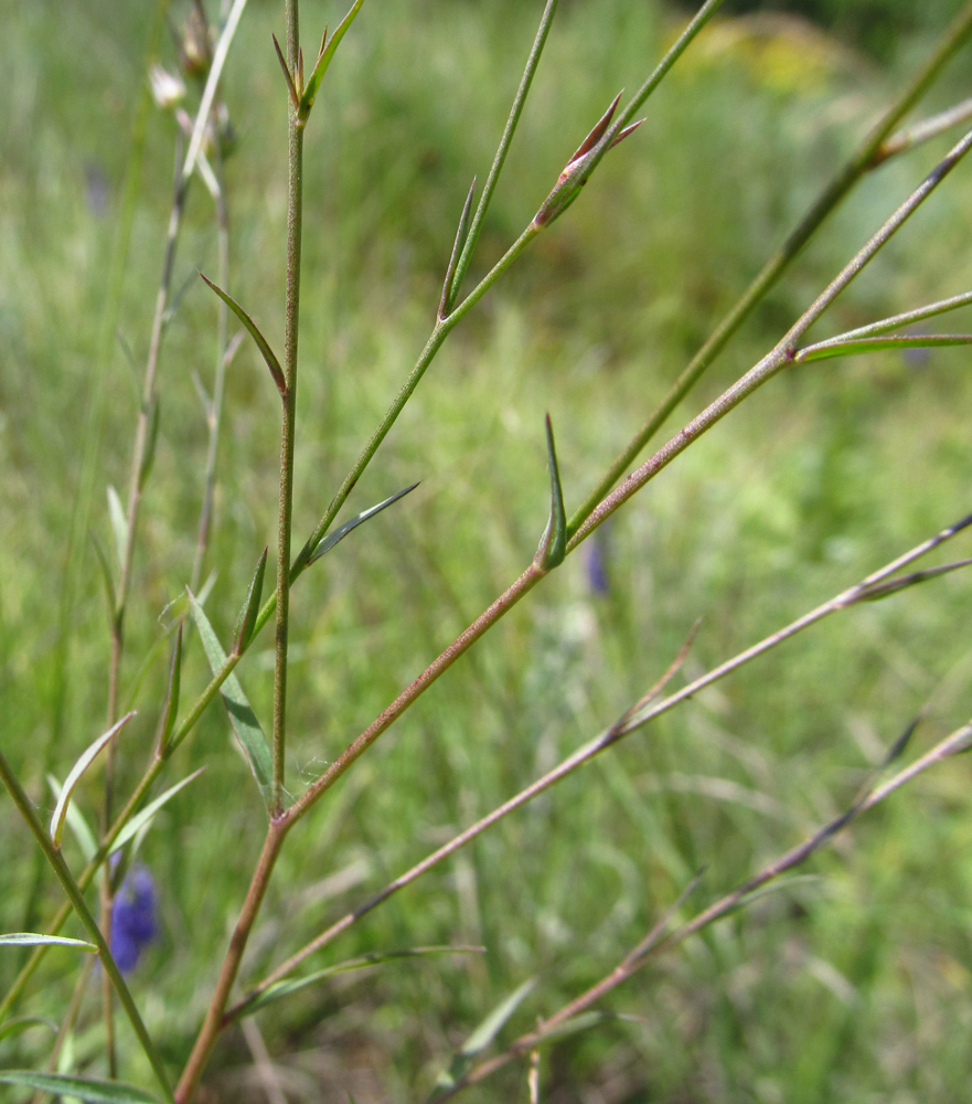 Image of Linum tenuifolium specimen.