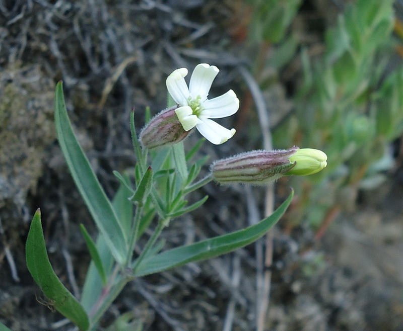 Image of Silene amoena specimen.