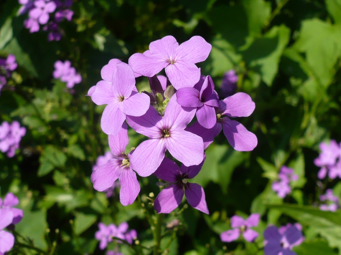 Image of Hesperis matronalis specimen.