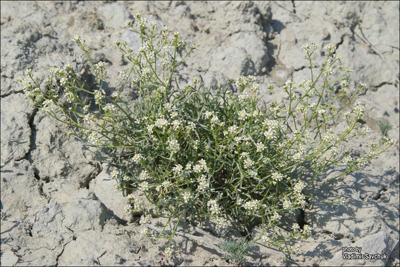 Изображение особи Lepidium turczaninowii.